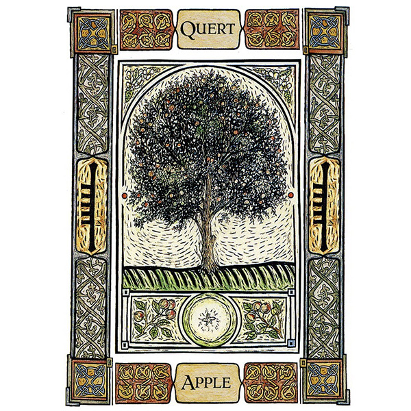 Celtic-Tree-Oracle-A-System-of-Divination-2