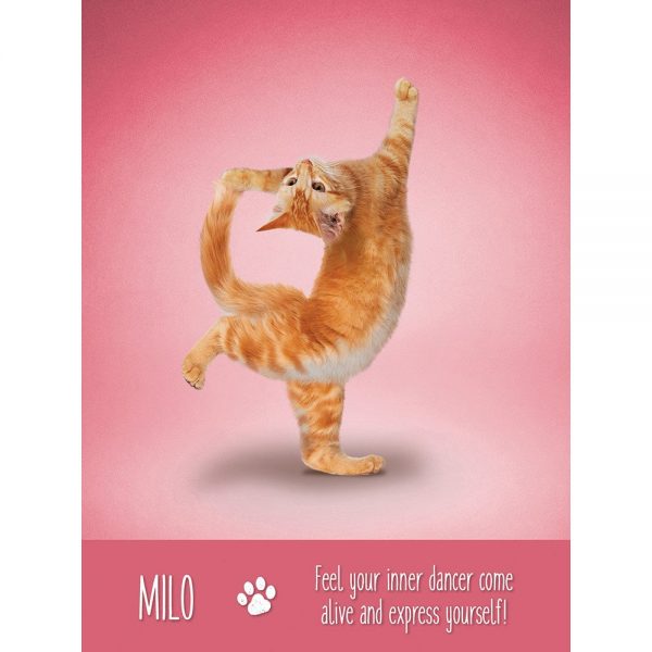 Yoga-Cats-Oracle-4-600×600