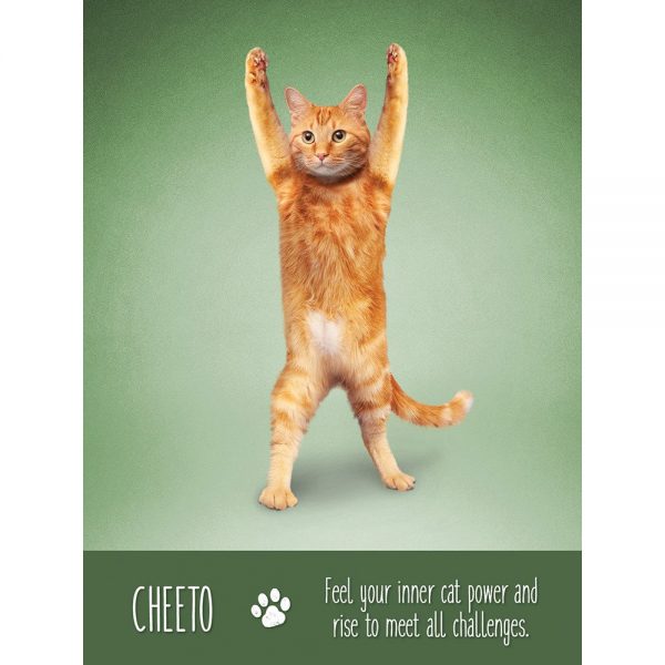 Yoga-Cats-Oracle-7-600×600