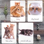 Cat Wisdom Cards 10